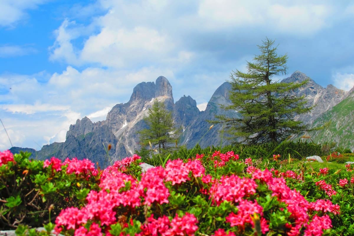 Almrauschblüte am Fuße der Bischofsmütze (c) TVB Filzmoos / Alfred Hahn