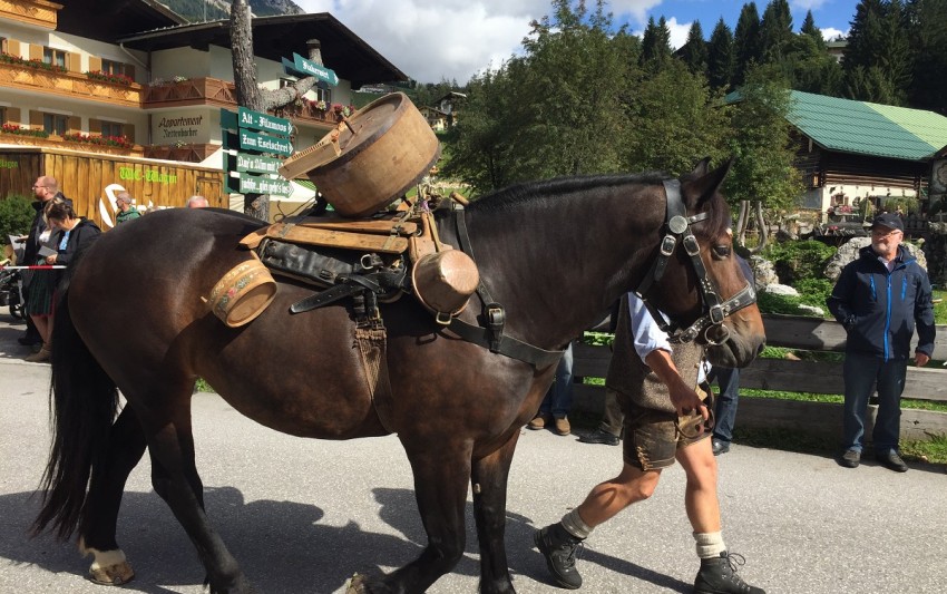 Auch die Pferde kommen von der Alm