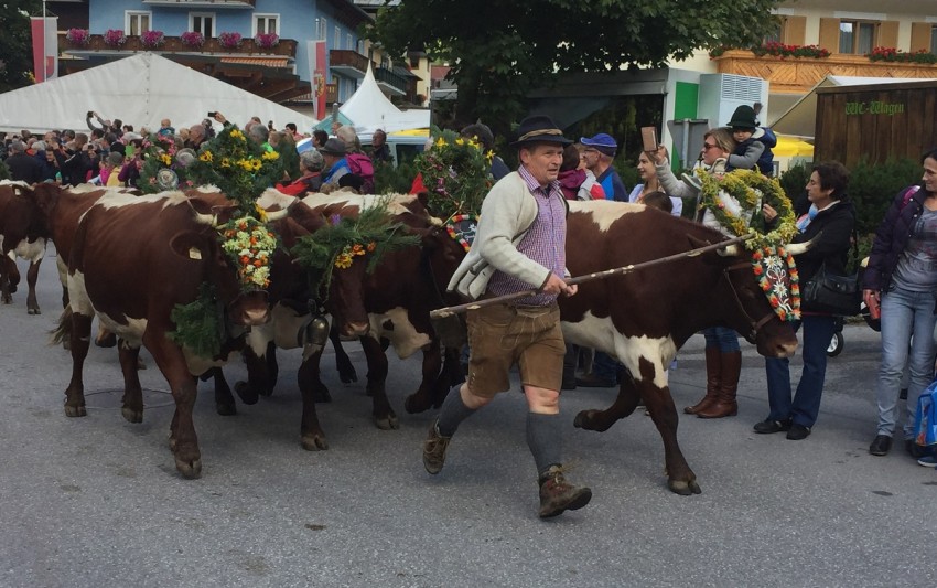 Die Küh kommen sicher ins Tal nach Hause